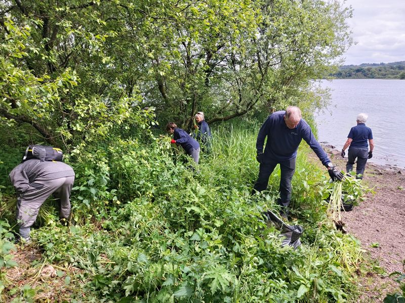 Drop In: Practical Conservation (Himalayan Balsam)