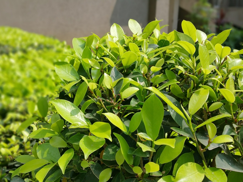 Baldernock Gardening Club Plant Sale