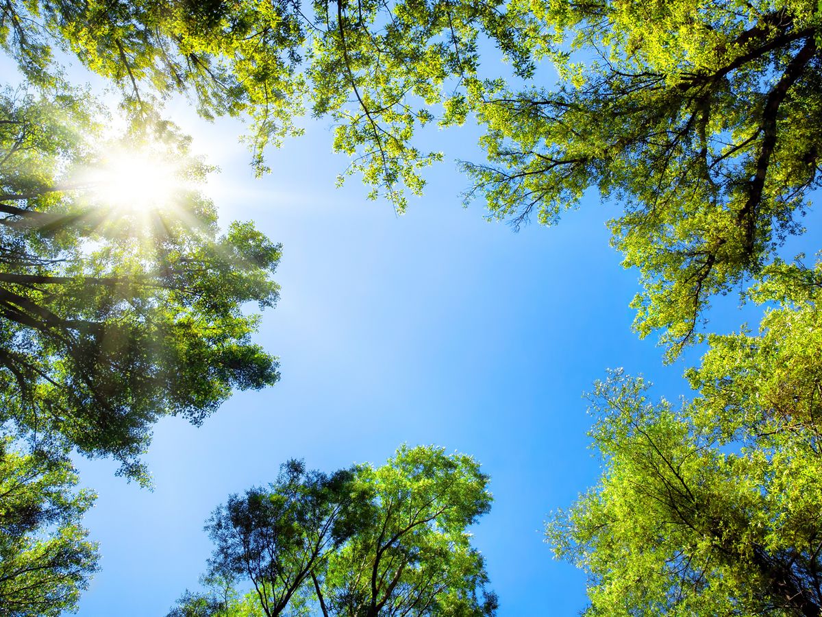 Trees in Summer