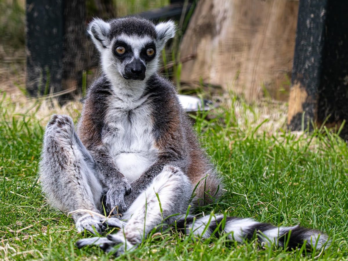 Stumpy the Lemur makes history at Five Sisters Zoo