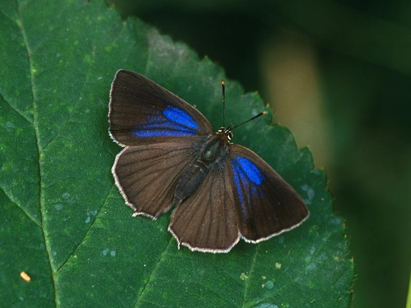 First Purple Hairstreak butterfly recorded in South Lanarkshire for 175 years