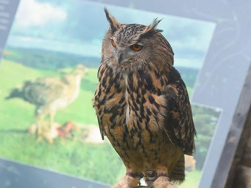 Birds of Prey Display with Alba Falconry