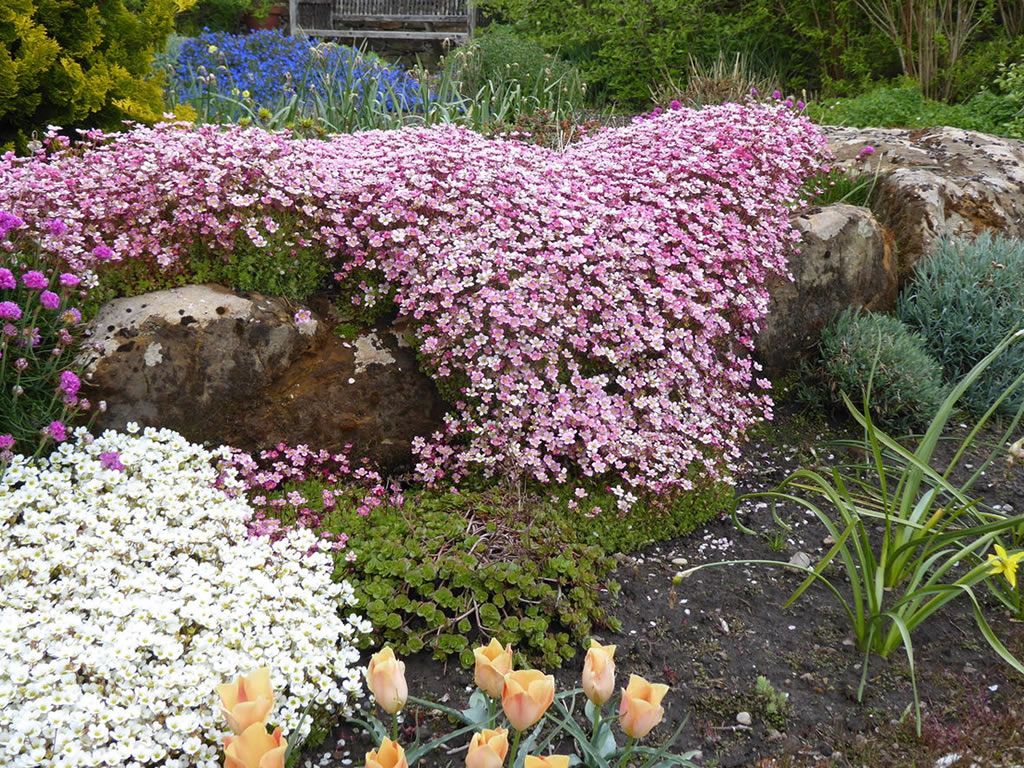 Scotland’s Gardens Scheme Open Garden: Craig Cottage