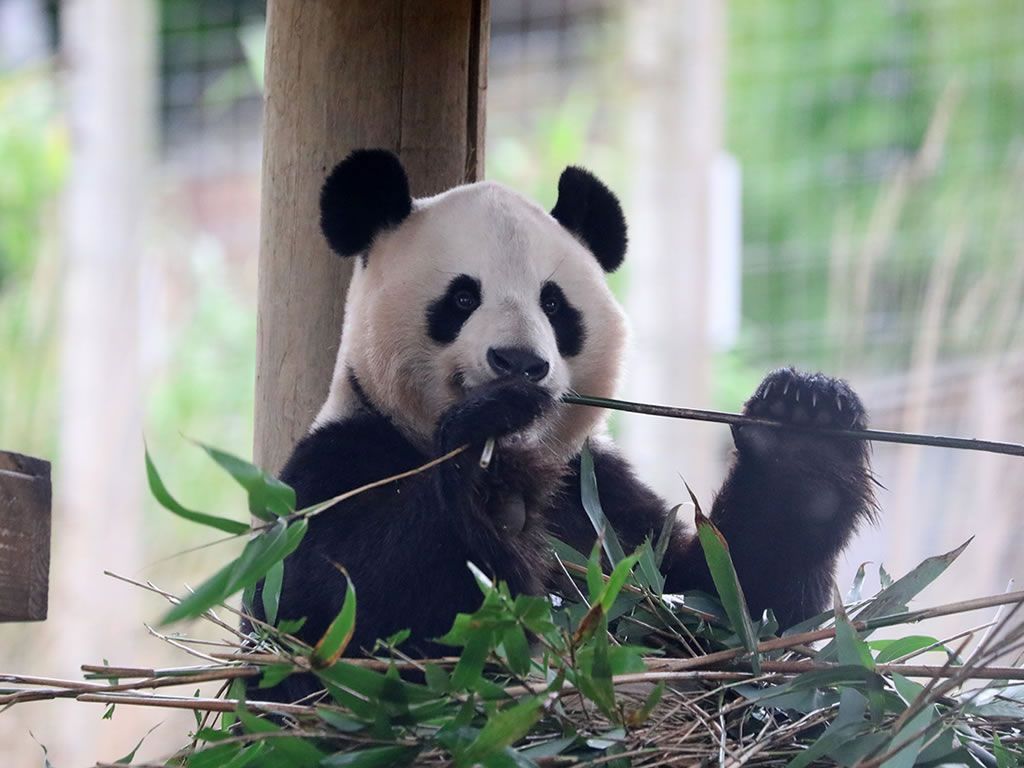 Today is the last day to see the giant pandas at Edinburgh Zoo
