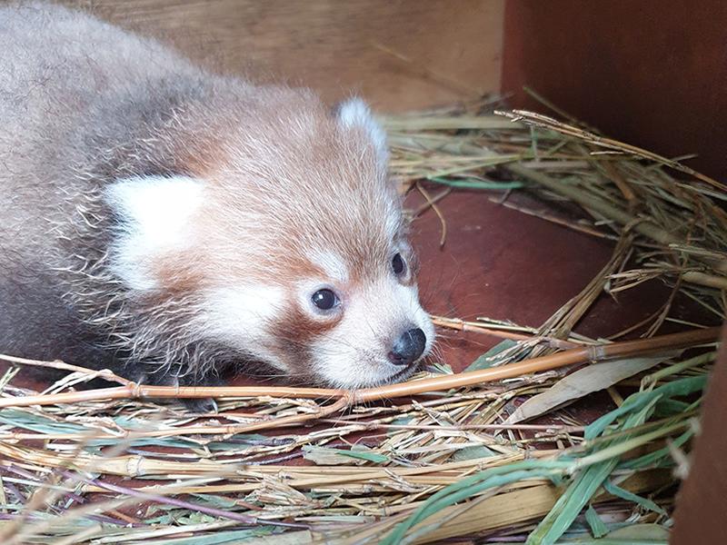 Tiny endangered red panda born at Edinburgh Zoo