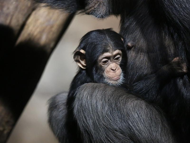 Critically endangered Edinburgh Zoo chimp celebrates first birthday
