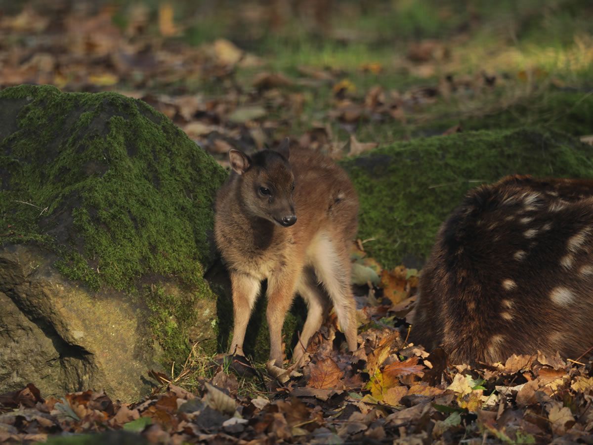 Rare Visayan spotted deer born at Edinburgh Zoo