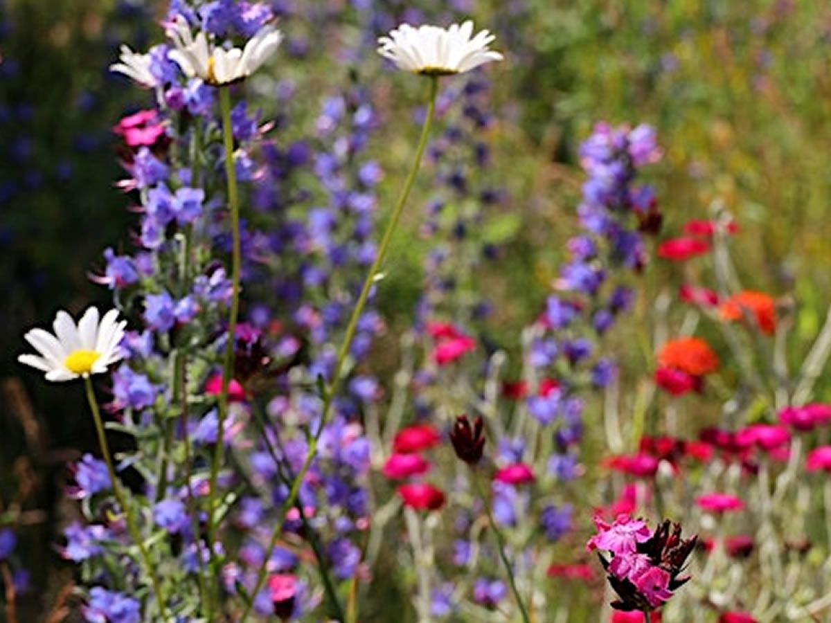 Perfectly Pressed: Flower Pressing Workshop