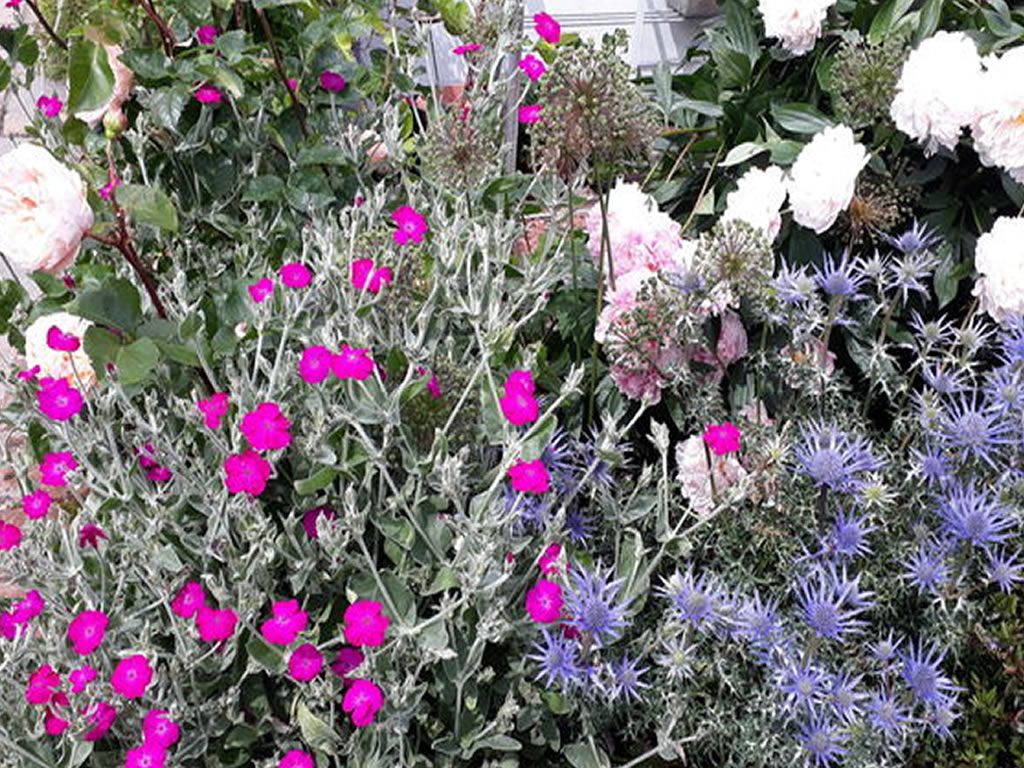 Scotland’s Gardens Scheme Open Garden: Pentland Crescent Gardens