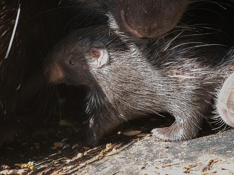 Porcupette born at Edinburgh Zoo is the only one in Scotland