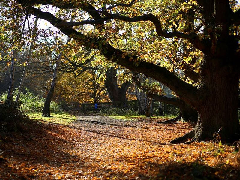 Autumn Wildlife at RSPB Baron’s Haugh