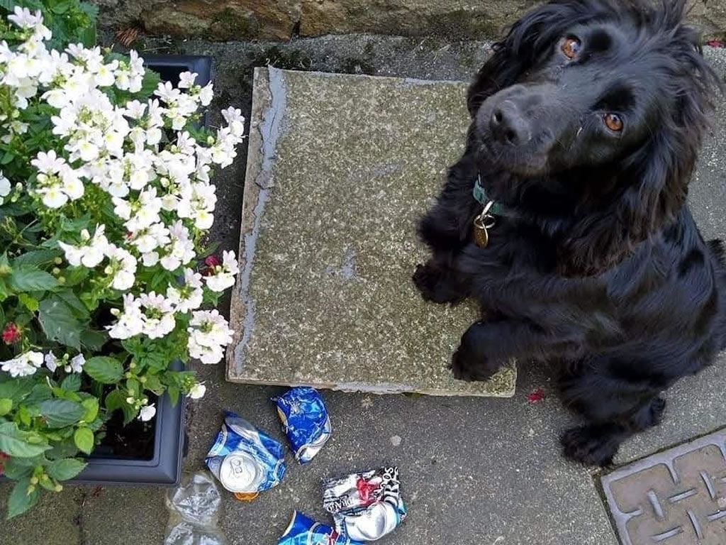Pawsome New Year Resolutions remove over 36 million pieces of litter