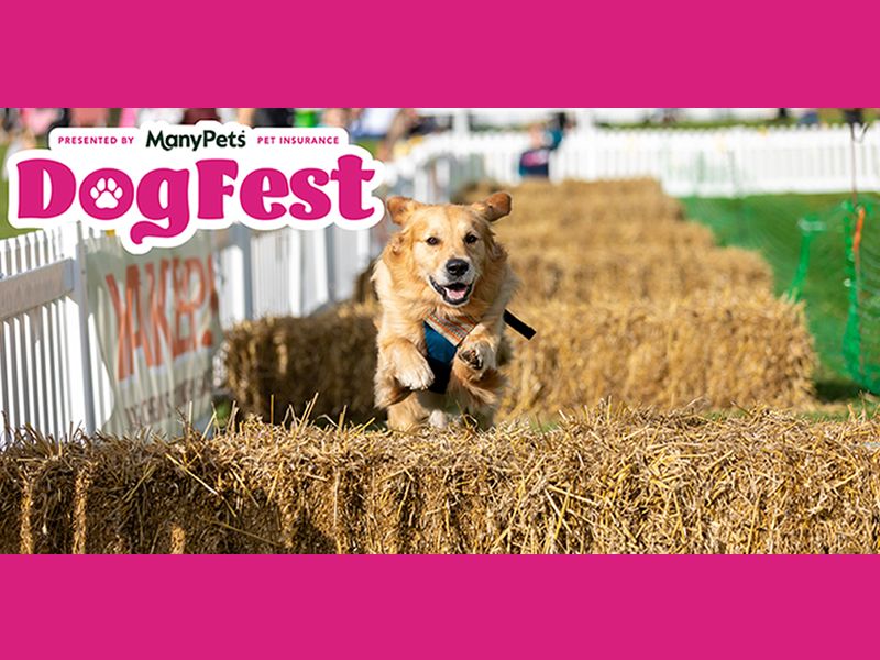 DogFest