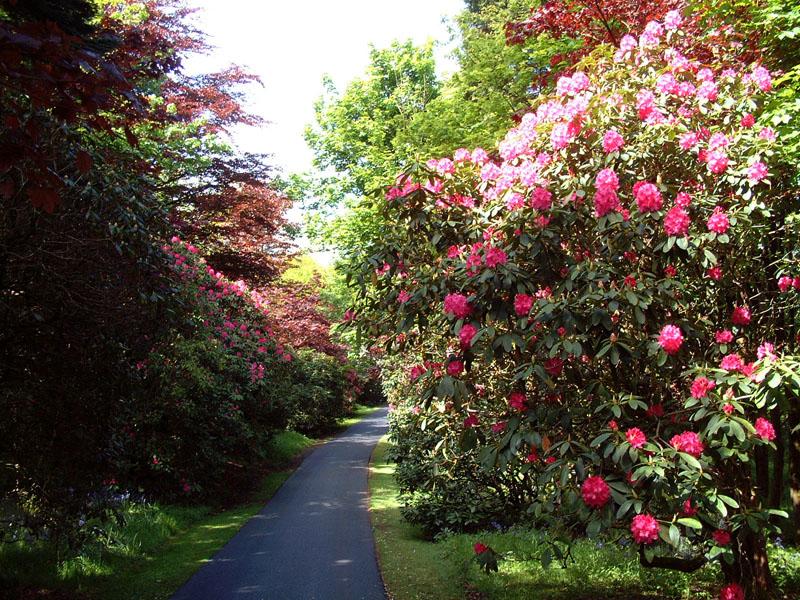 Scotland’s Gardens Scheme Open Garden: Carruth