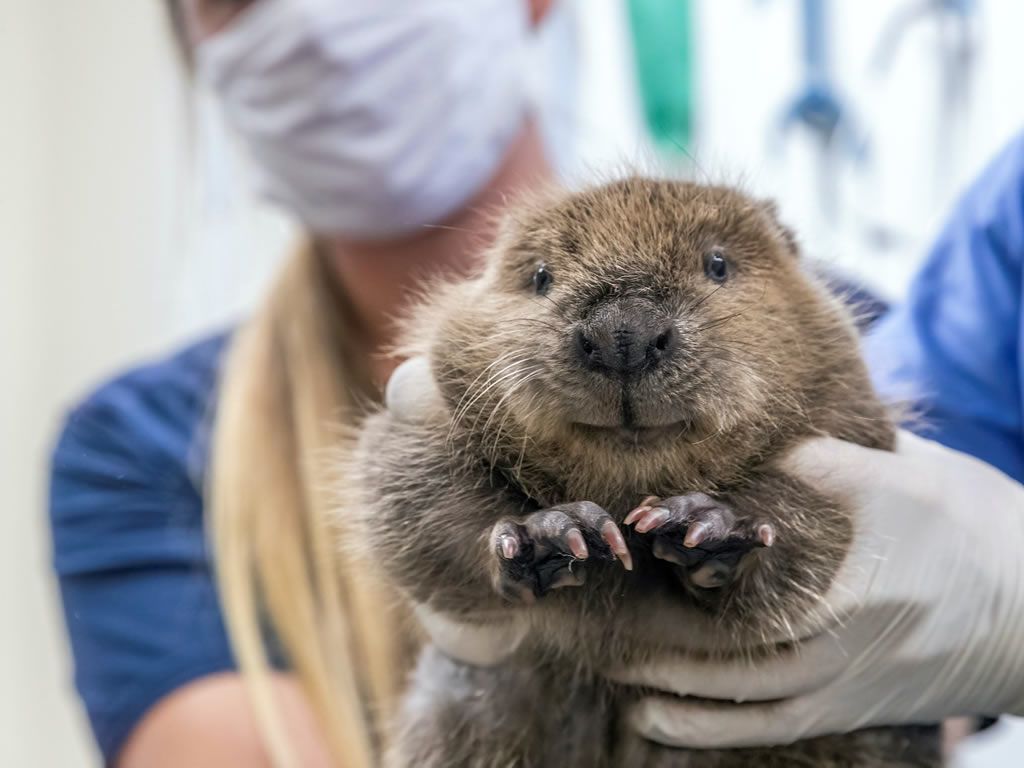 Baby Beaver born at Five Sisters Zoo thriving in Northumberland