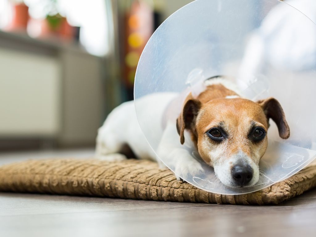 Kirkintilloch Canine First Aid Course