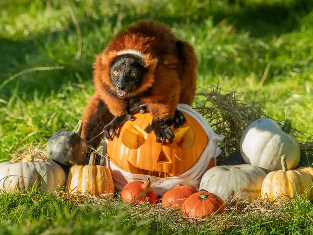 HalloWILD at Blair Drummond Safari Park