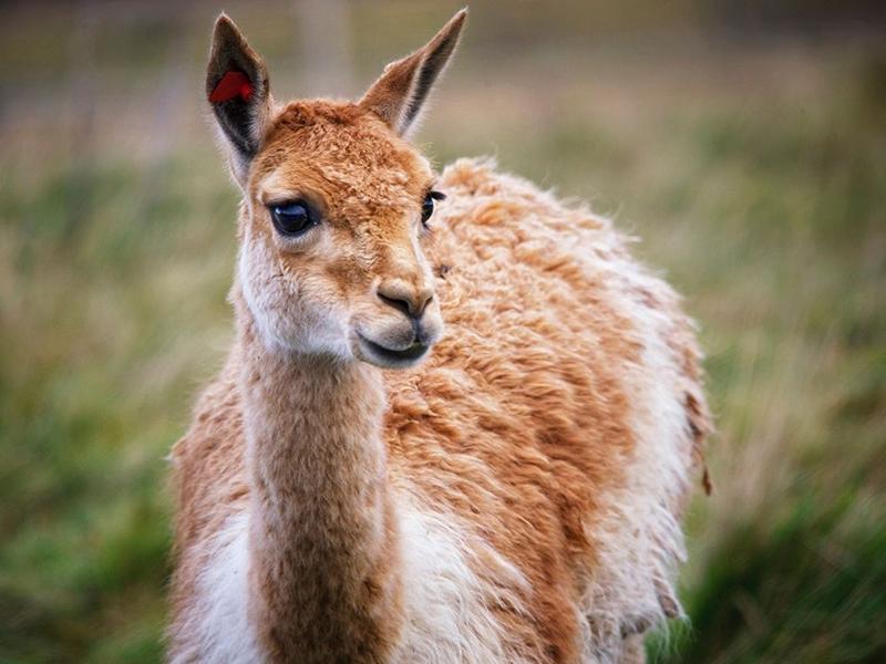 Future of Edinburgh Zoo and Highland Wildlife Park at risk