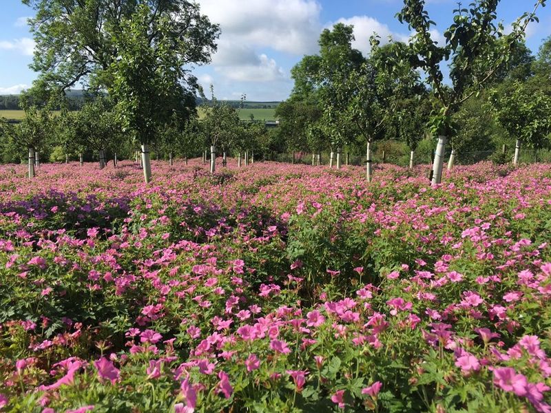 Scotland’s Gardens Scheme Open Garden: Strathkinness Community Garden and Orchard