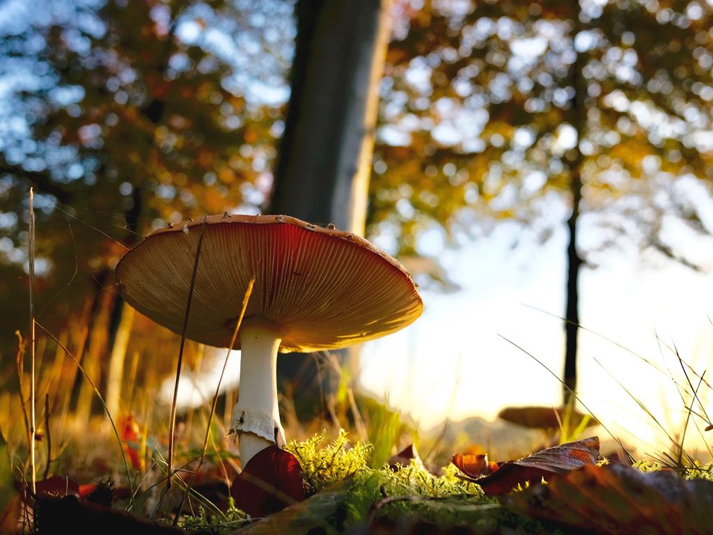 National Fungus Day Foray