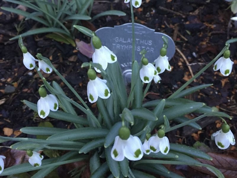 Scotland’s Gardens Scheme Open Garden: Millfield Garden