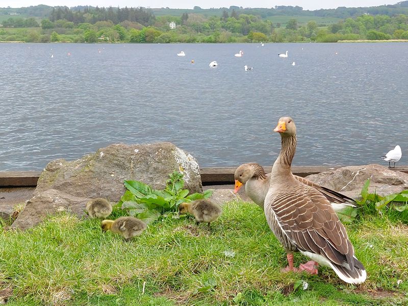 Summer Kids: Feed the Birds