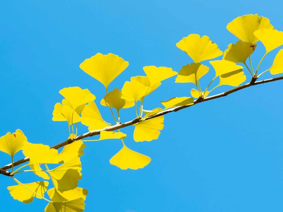 In Conversation: Planting for Peace