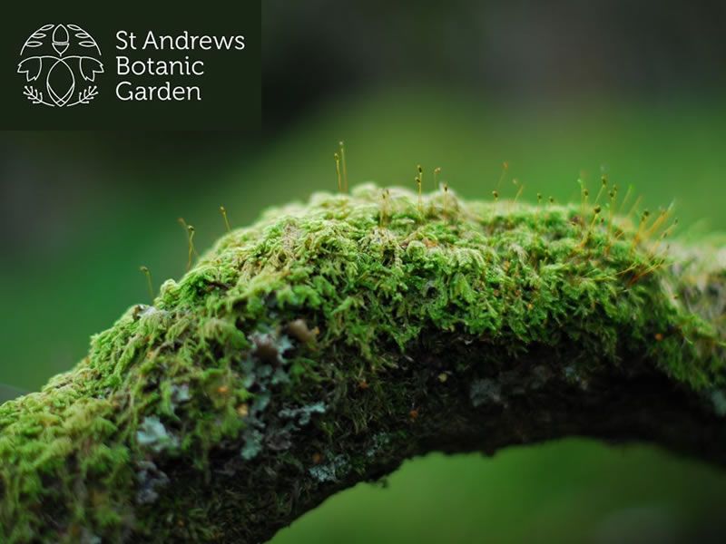 Mosses & Liverworts ID Workshops