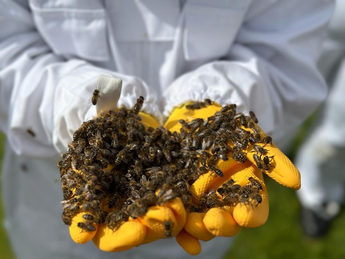 Get Up Close with 100,000 Buzzing Bees at Skypark!