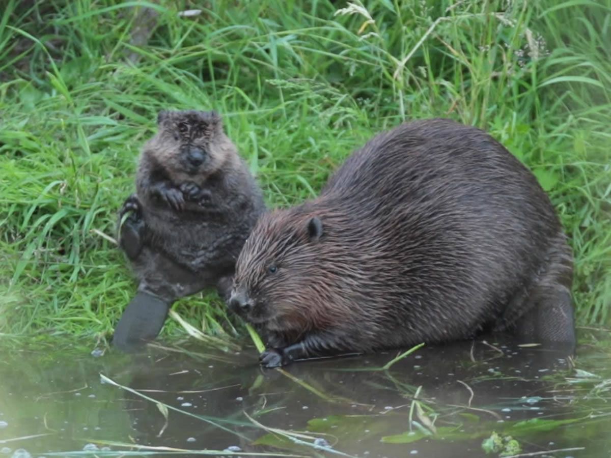 Loch Lomond Beaver Talk