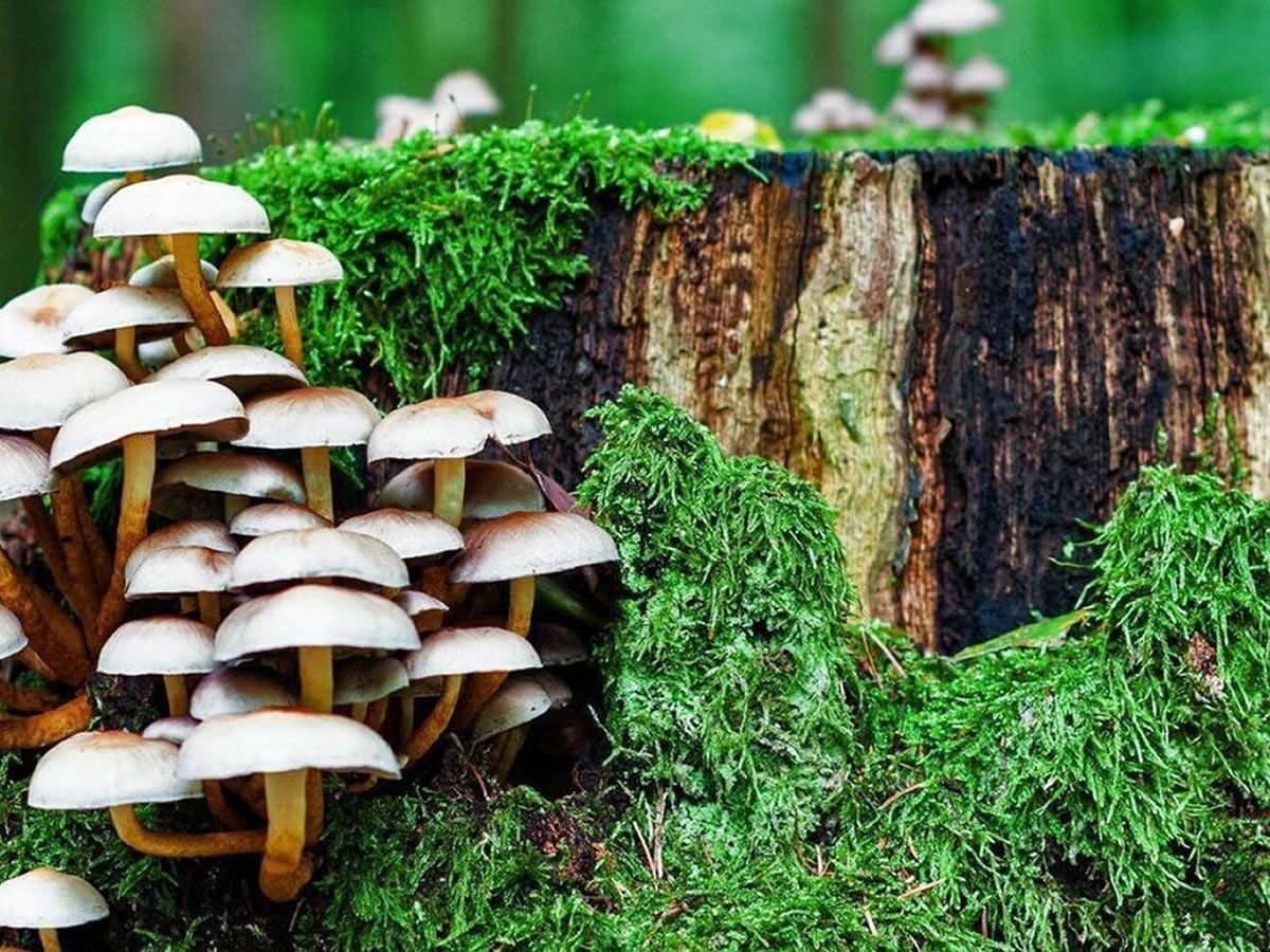 Autumn Forage and Feast with mycologist Nev Kilkenny