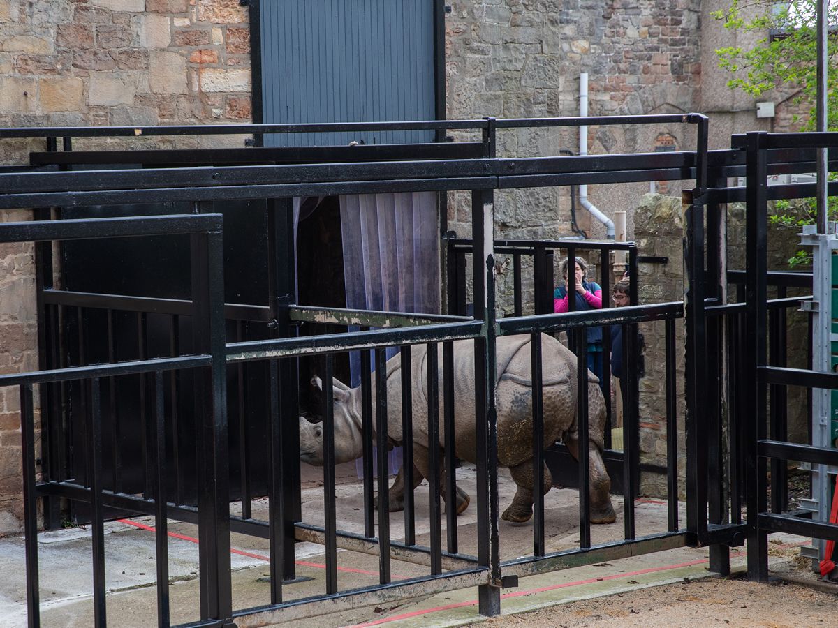 A rare unicorn arrives at Edinburgh Zoo