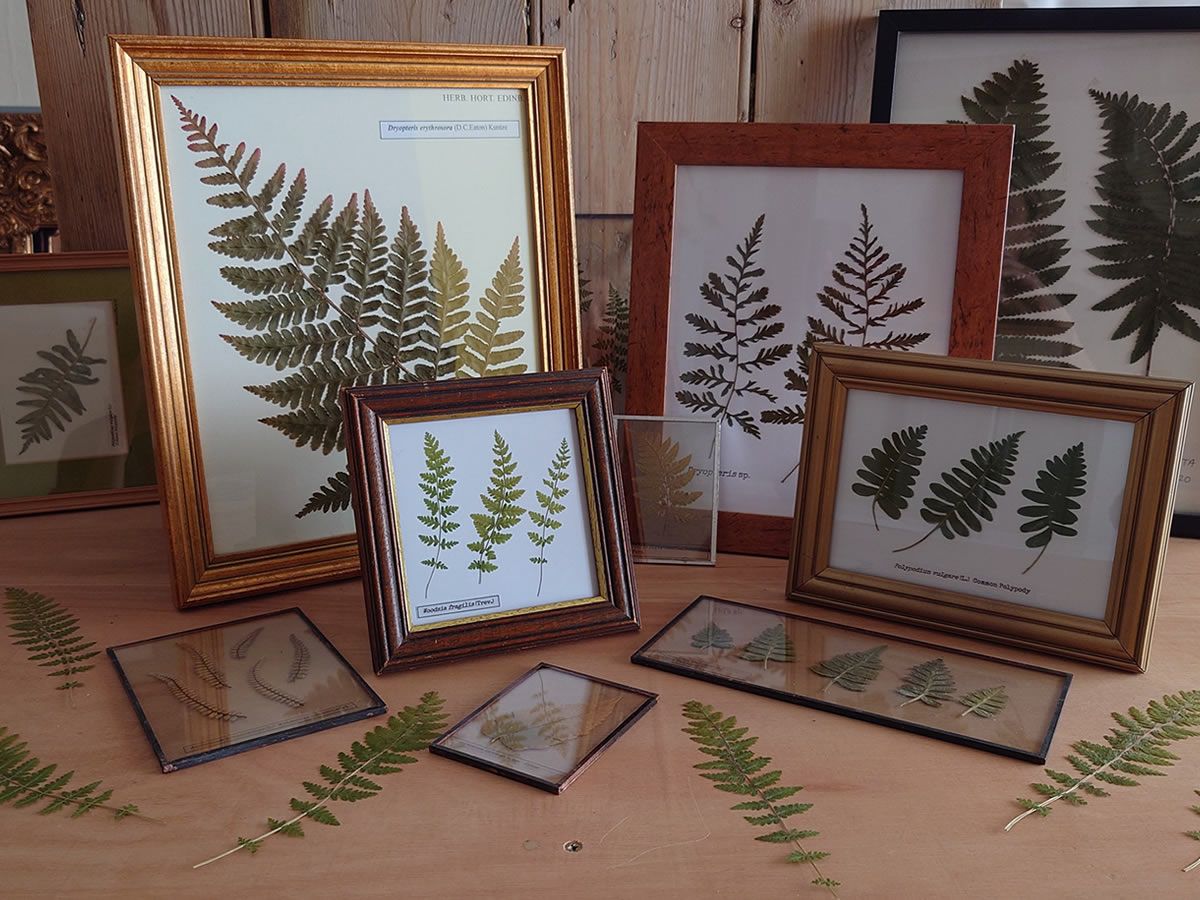 Pressed Ferns Workshop