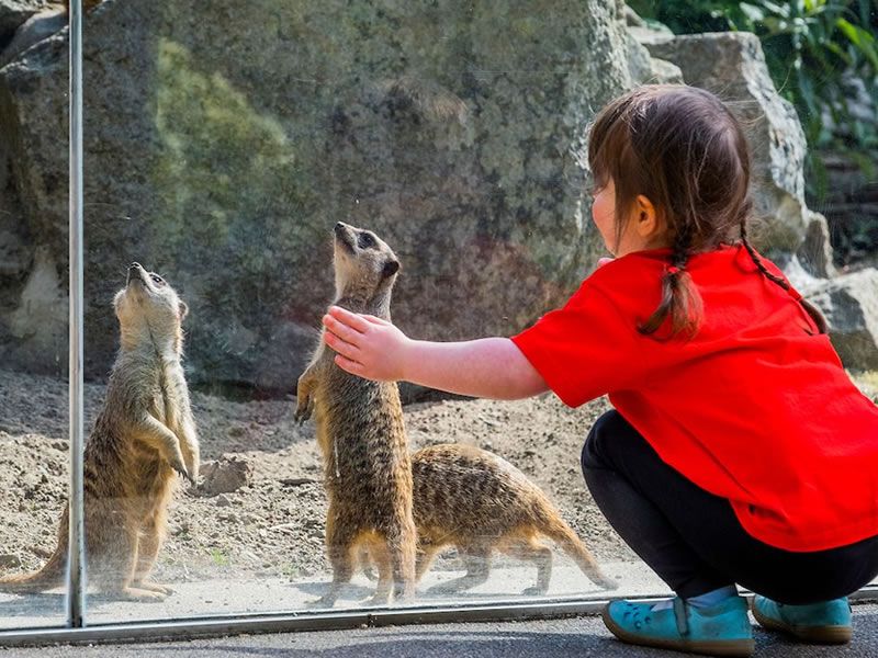 Cheeky Creatures Revealed for Royal Hospital for Children & Young People