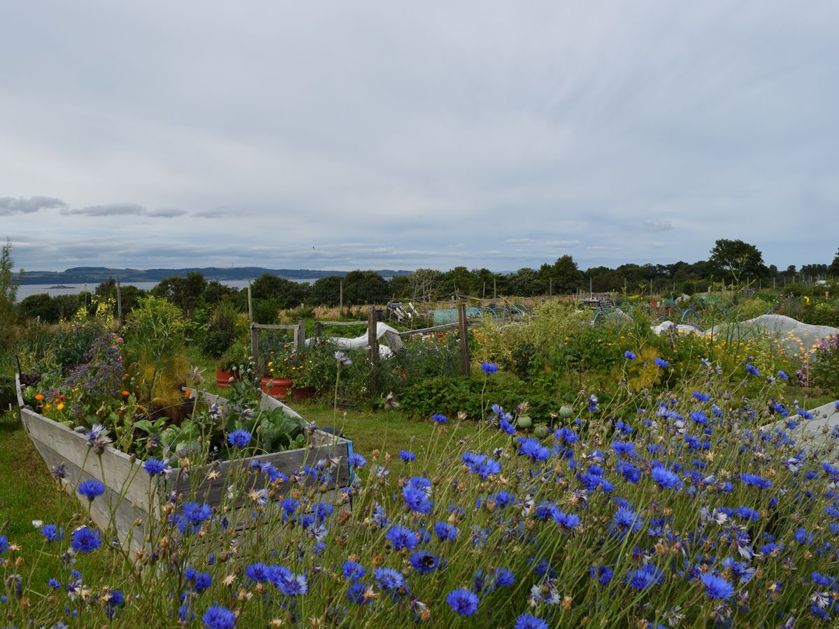Introduction to Growing Your Own Food - Beginners Course