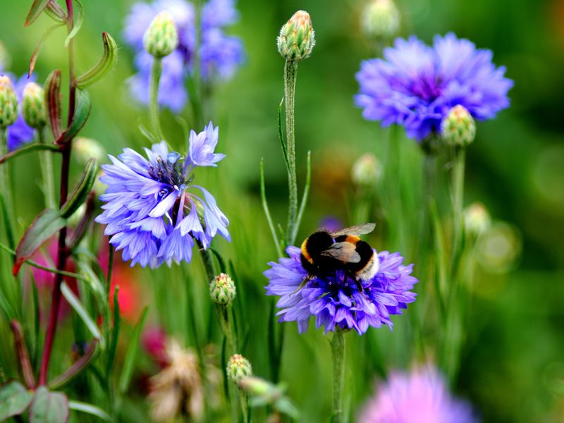 Dobbies creates a buzz with two free News What's On Stirling