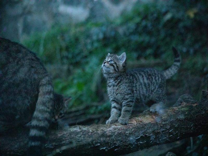 Critically endangered wildcat kittens born at Edinburgh Zoo