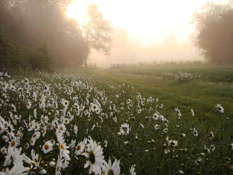 Spring Walk at Baron’s Haugh