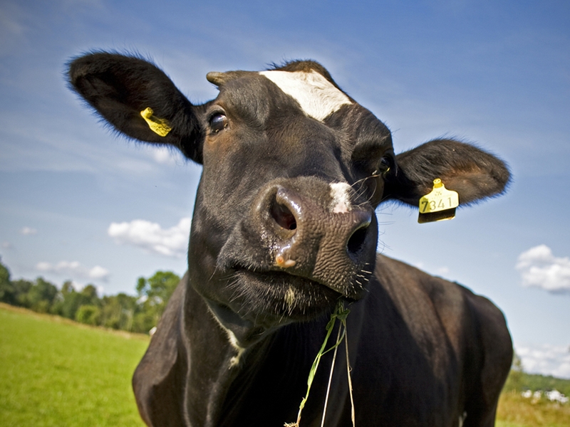 Kilbarchan Agricultural Show