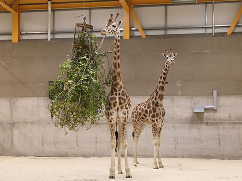 Giraffes return to Edinburgh Zoo after over 15 years