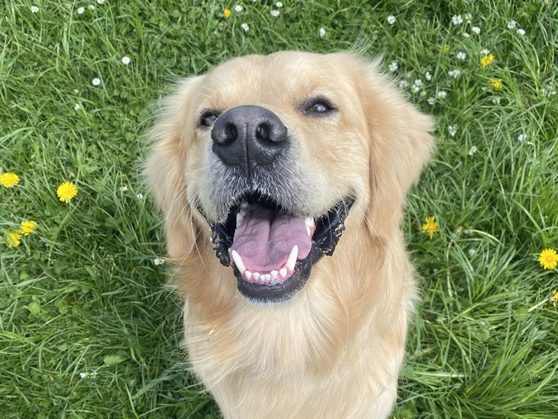 Glasgow Golden Retriever reaches the finale of National Dog Campaign