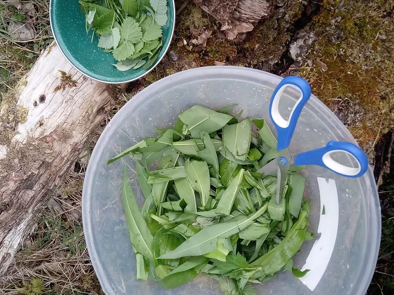 Spring Foraging Walk