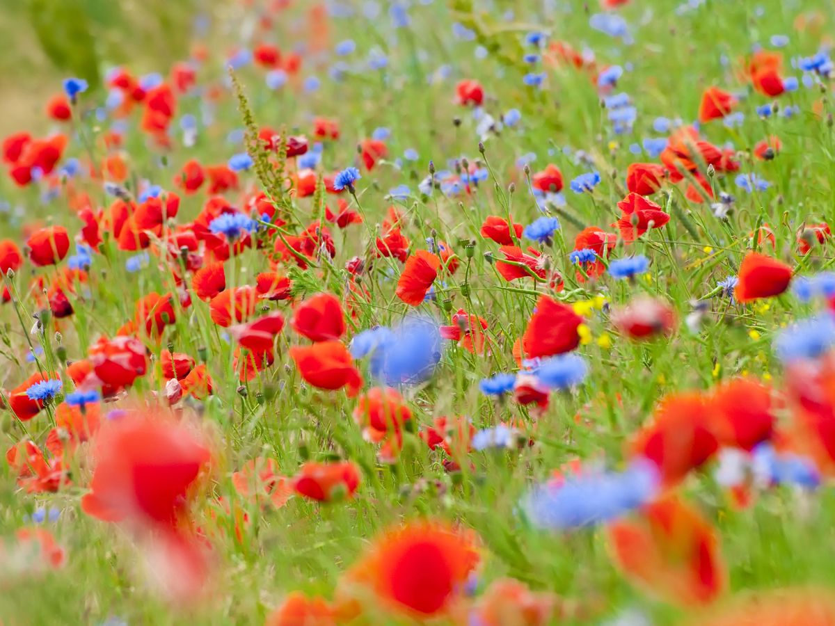 Meadow Discovery