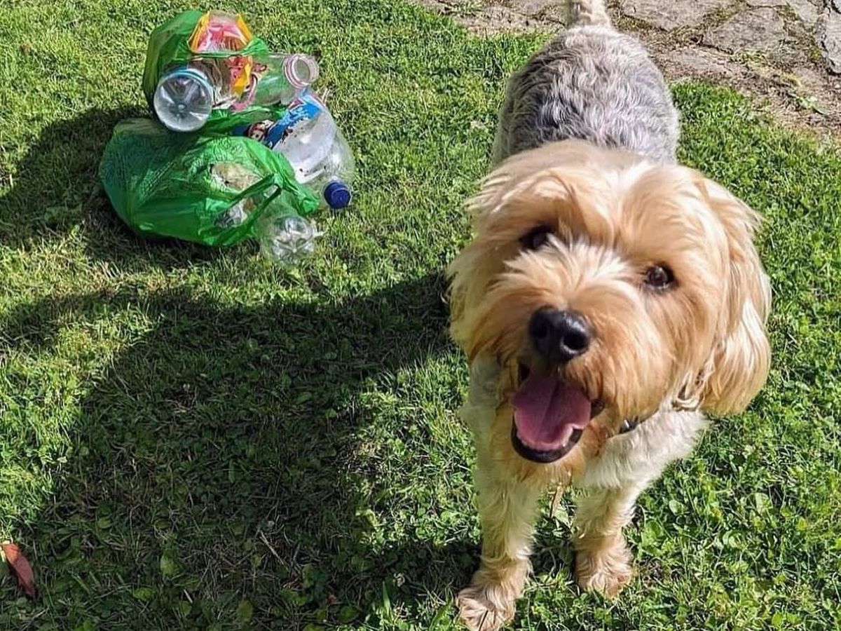 Litter picking dog charity aims to remove 44 million pieces of rubbish in 2026