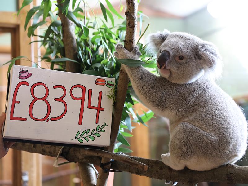 Koala tea donation for Edinburgh Zoo