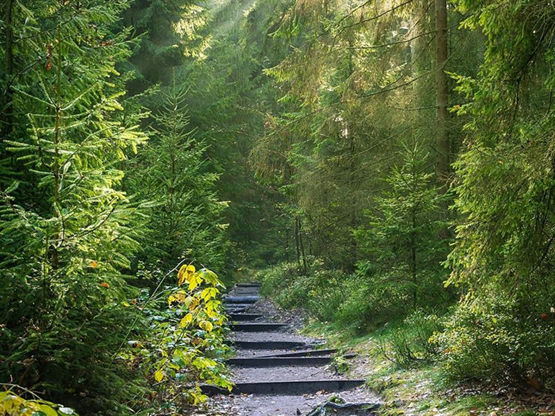 Forest Bathing Walk at Hermitage of Braid Nature Reserve in Edinburgh