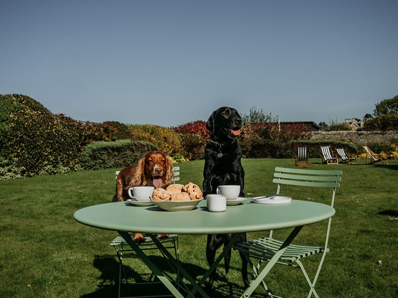 The ‘pawfect’ afternoon at The Lawn, Marine North Berwick