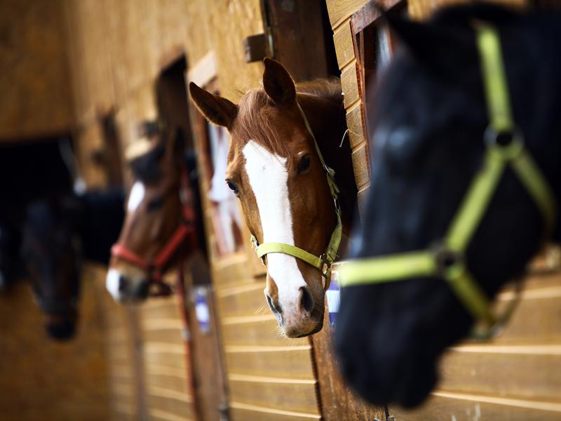 Morris Equestrian Centre