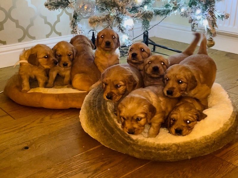 Puppy Yoga Edinburgh