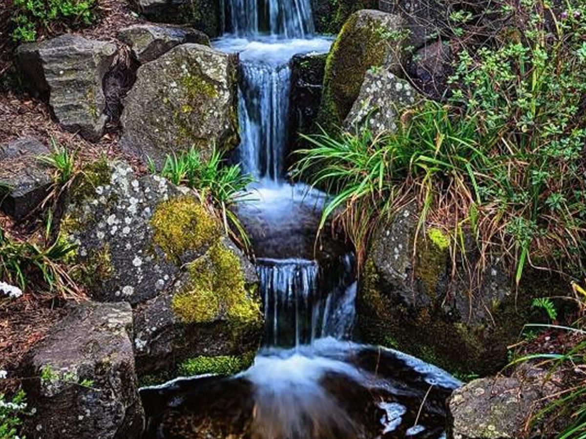 Forest Bathing at Lauriston